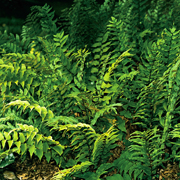 Hardy Fern Cyrtomium fortunei